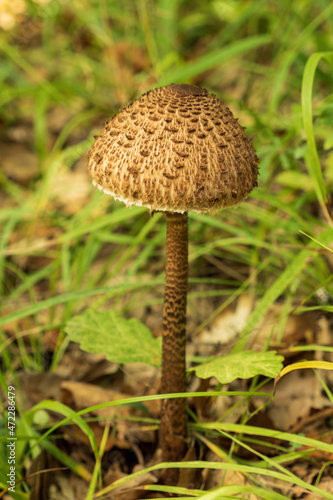 Brown umbrella mushroom on a long stalk among the leaves and grass. Edible forest mushroom.