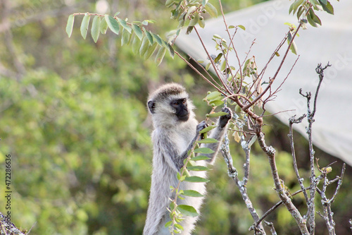 Wallpaper Mural Monkey Torontodigital.ca