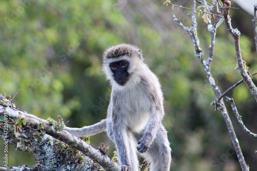 Wallpaper Mural Monkey Torontodigital.ca