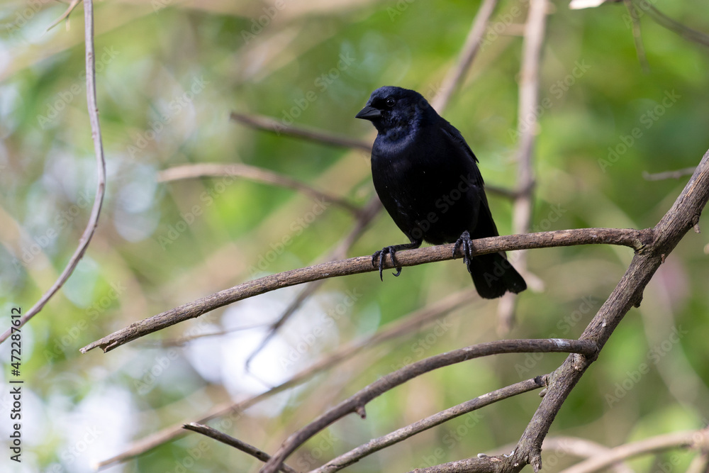 The Shiny Cowbird also Know Chupim. All the beauty and the presence of the most typical black bird in Brazil. Species Molothrus bonariensis. Birdwatcher. Birding The Shiny Cowbird also Know Chupim. All the beauty and the presence of the most typical black bird in Brazil. Species Molothrus bonariensis. Birdwatcher. Birding