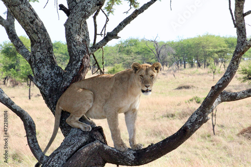 Wallpaper Mural Lioness Torontodigital.ca
