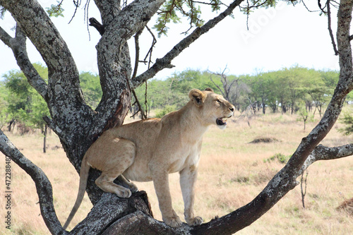 Wallpaper Mural Lioness Torontodigital.ca
