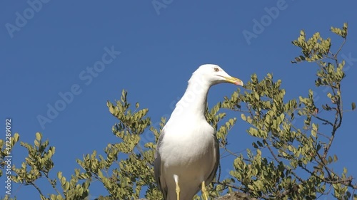 Seagull resting on a wall, zoom in on the eyes
