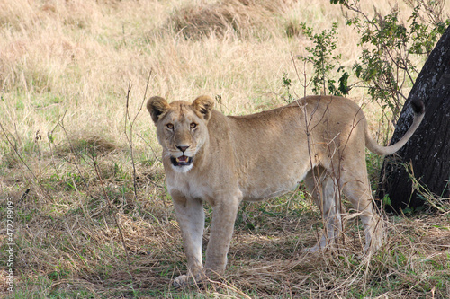 Wallpaper Mural Lioness Torontodigital.ca