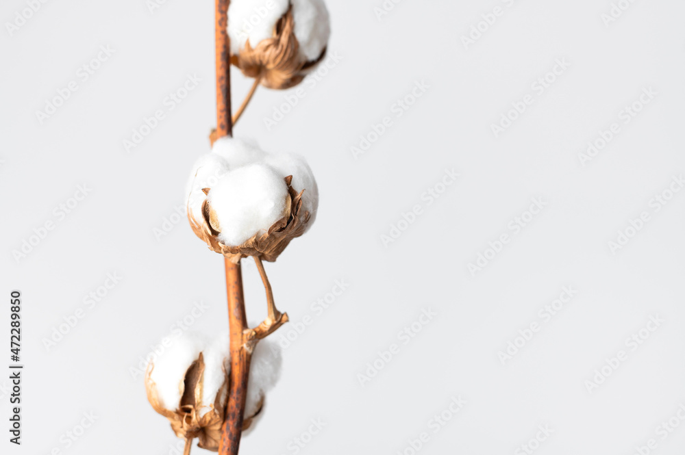 Branch with white fluffy cotton flowers against white wall flat lay. Delicate light beauty cotton background. Natural organic fiber, agriculture, cotton seeds, raw materials for making fabric Branch with white fluffy cotton flowers against white wall flat lay. Delicate light beauty cotton background. Natural organic fiber, agriculture, cotton seeds, raw materials for making fabric