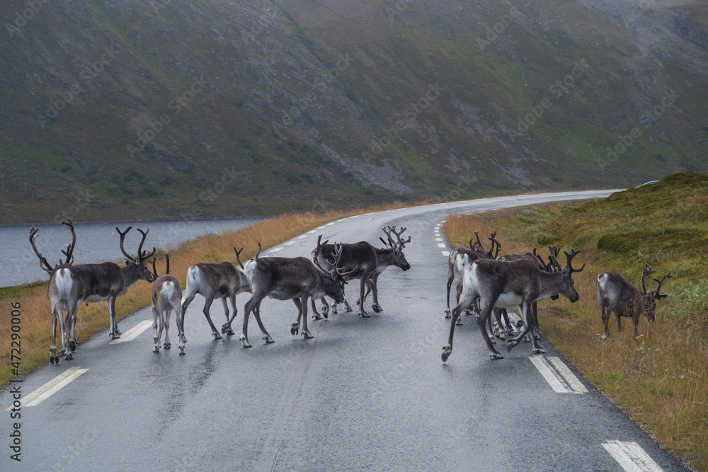 Obraz premium Rentiere in Norwegen