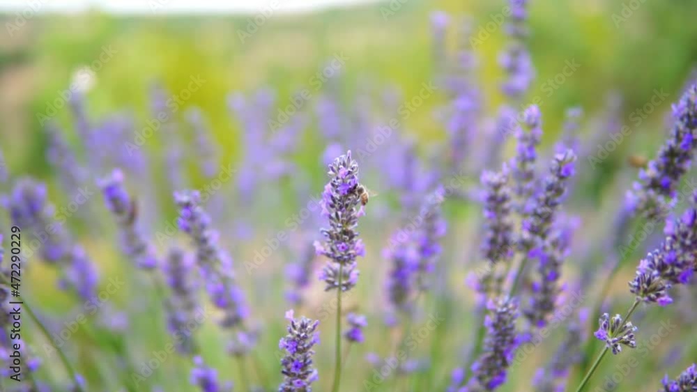 honey bees taking nectar from lavender flower honey bees taking nectar from lavender flower