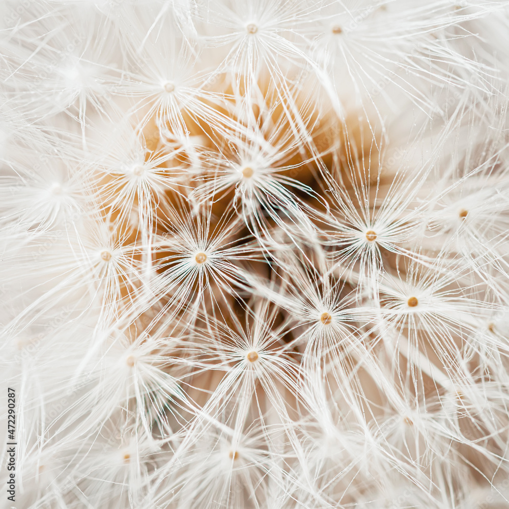 Naklejka White dandelion head with seeds close-up. Natural spring or summer square background