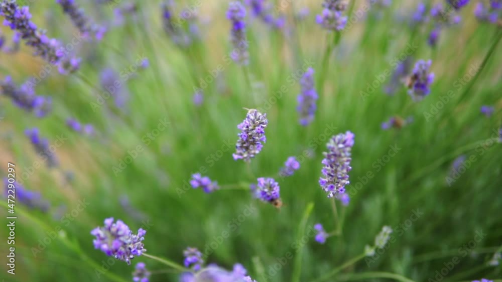 honey bees taking nectar from lavender flower honey bees taking nectar from lavender flower