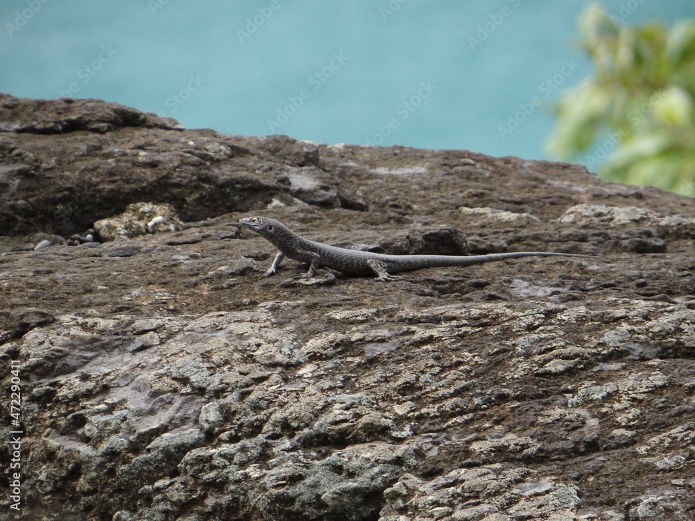 fernando de Noronha mabuya lizard on the stone animal nature fernando de Noronha mabuya lizard on the stone animal nature