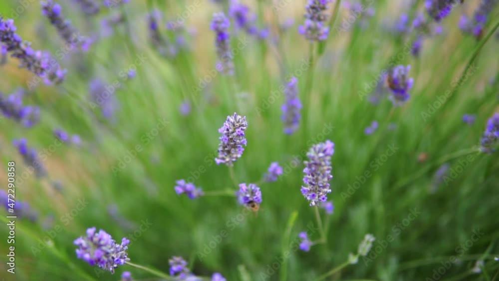 honey bees taking nectar from lavender flower honey bees taking nectar from lavender flower