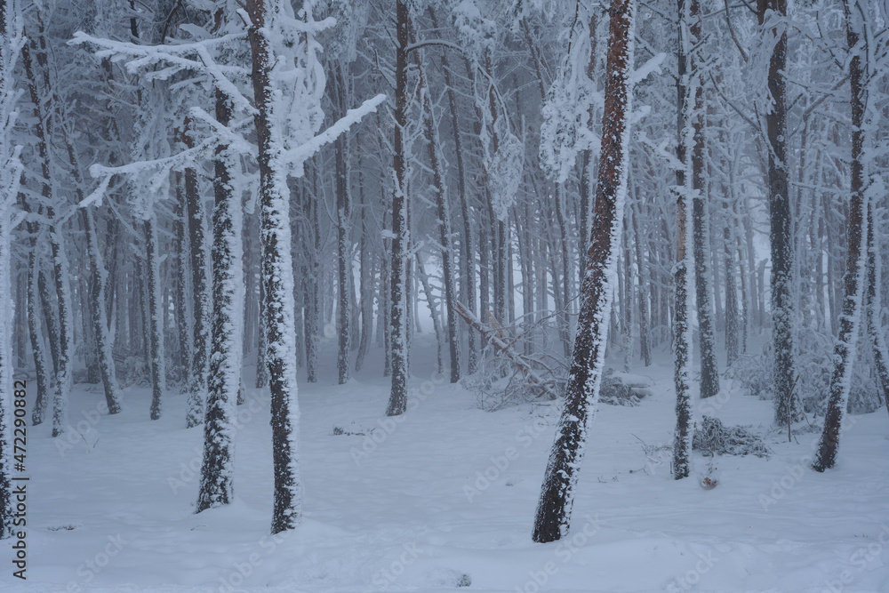 Snowy winter forest Snowy winter forest