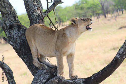 Wallpaper Mural Lioness Torontodigital.ca