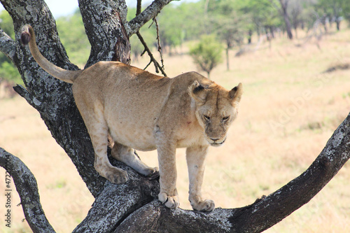 Wallpaper Mural Lioness Torontodigital.ca
