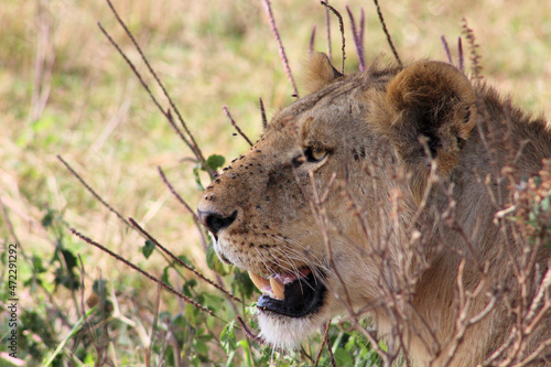 Wallpaper Mural Lion Torontodigital.ca