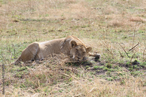 Wallpaper Mural Sleeping lion Torontodigital.ca