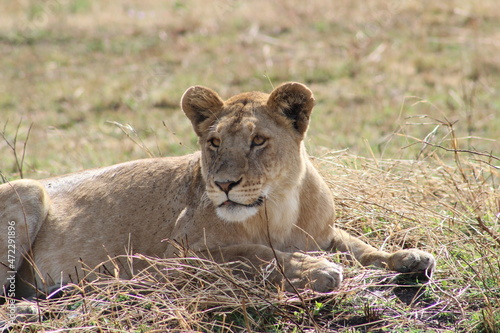Wallpaper Mural Lion Torontodigital.ca