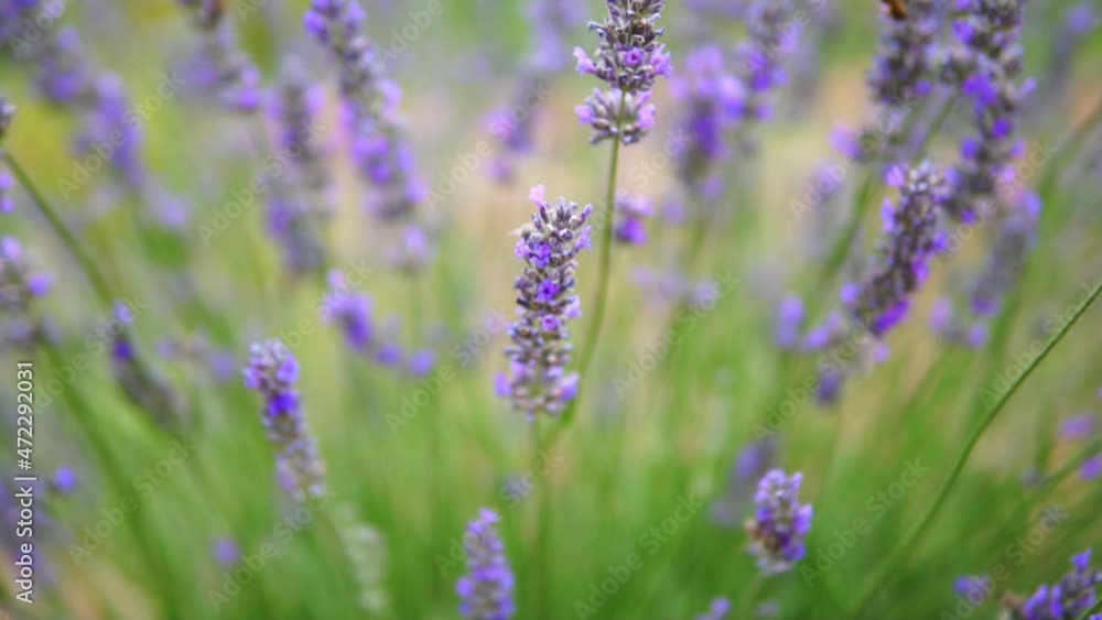 honey bees taking nectar from lavender flower honey bees taking nectar from lavender flower