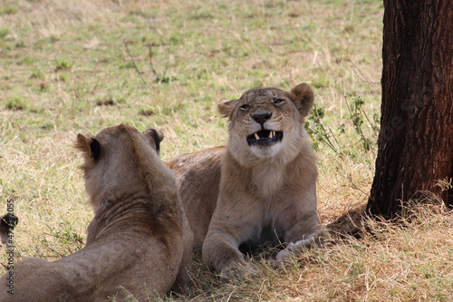 Wallpaper Mural Lion Torontodigital.ca