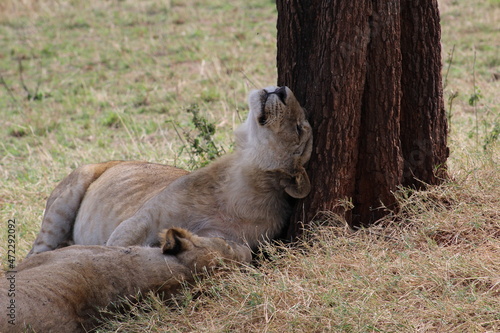 Wallpaper Mural Lion Torontodigital.ca