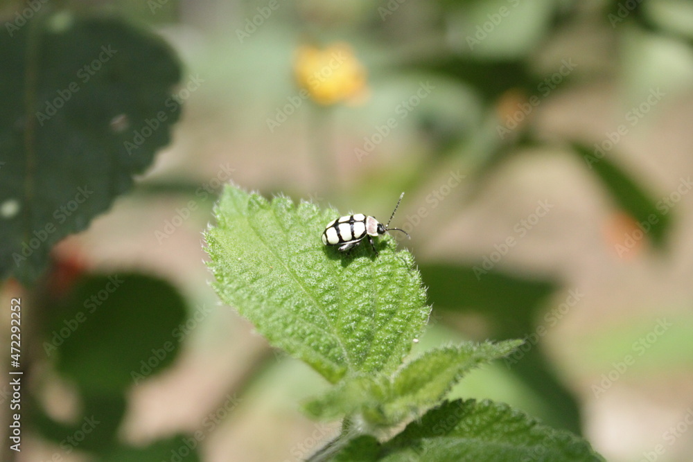 Close up of a little bug on a leaf with blur background. Close up of a little bug on a leaf with blur background.