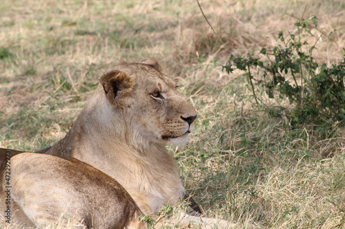 Wallpaper Mural Lion Torontodigital.ca