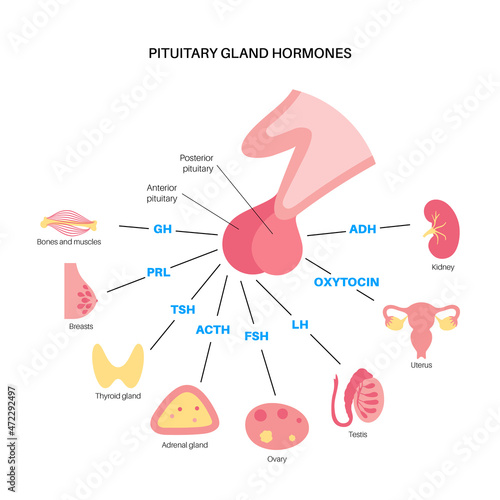 Pituitary gland hormones