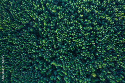 Fototapeta Naklejka Na Ścianę i Meble -  Bird's eye view of the pine forest in a summer season. 