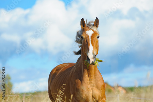 Palomino horse in the field in summer