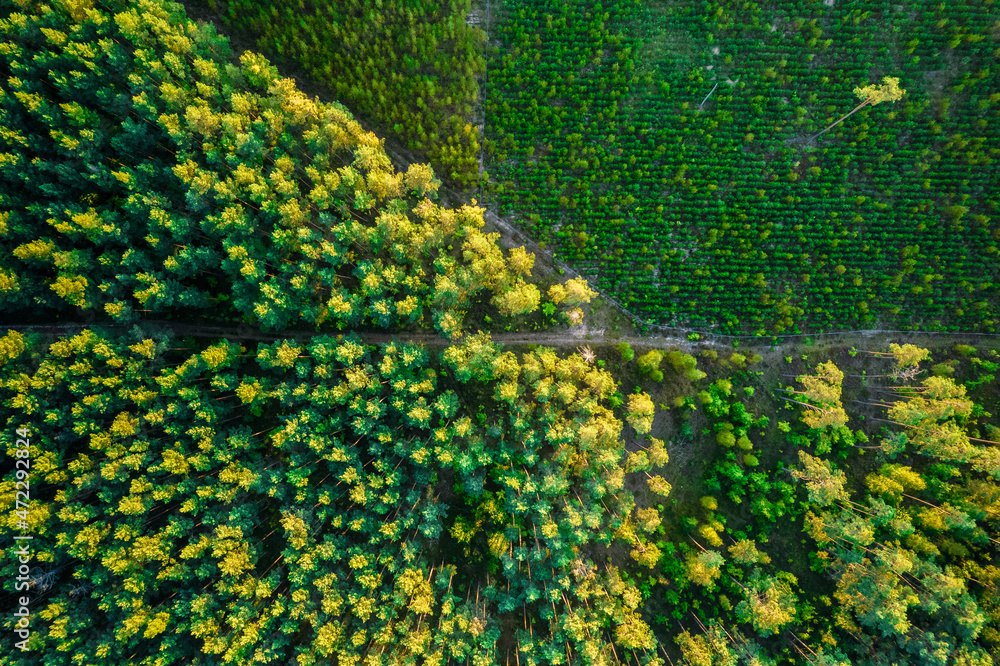Bird's eye view of the coniferous forest. Aerial landscape of the pine forest during sunrise. Colors of early autumn.