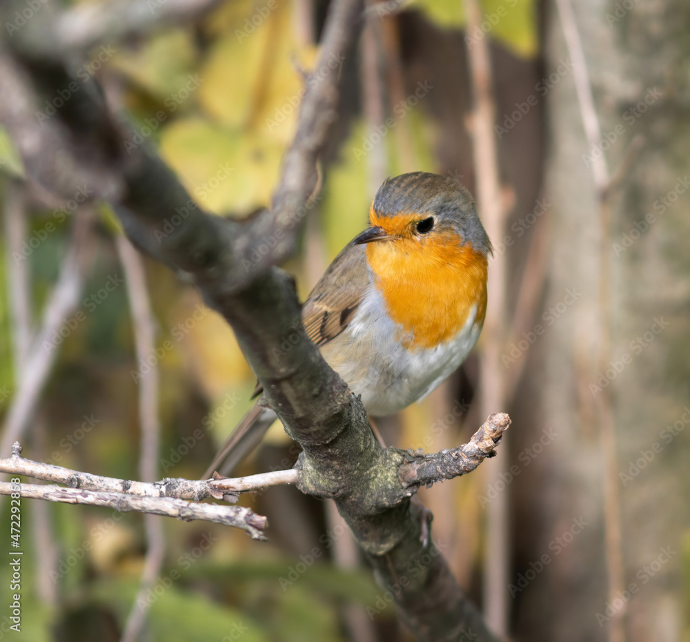 european robin rebreast sitting on a branch european robin rebreast sitting on a branch