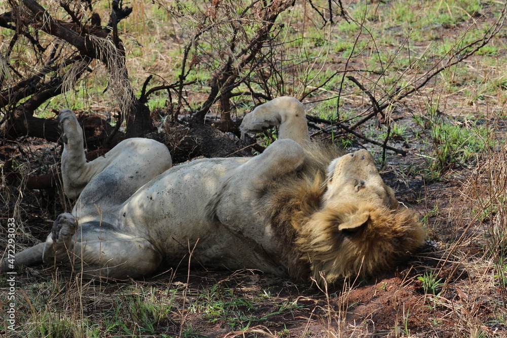 Lion Lion