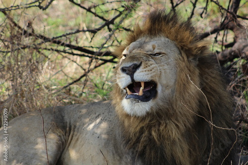 Wallpaper Mural Lion Torontodigital.ca