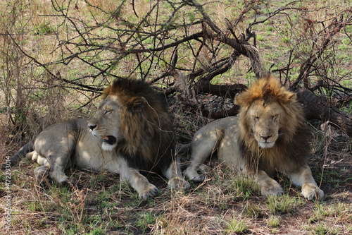Wallpaper Mural Lion Torontodigital.ca