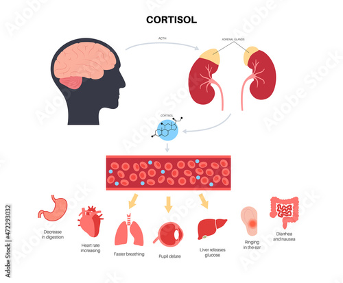 Stress responce system photo