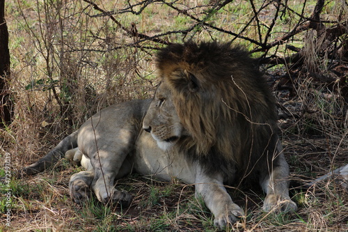 Wallpaper Mural Lion Torontodigital.ca