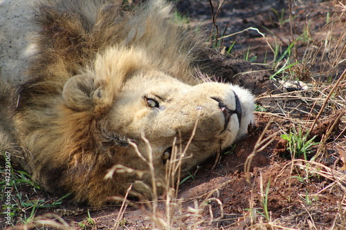 Wallpaper Mural Lion Torontodigital.ca