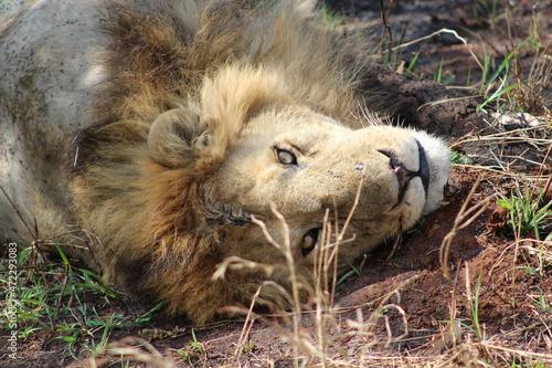Wallpaper Mural Lion Torontodigital.ca