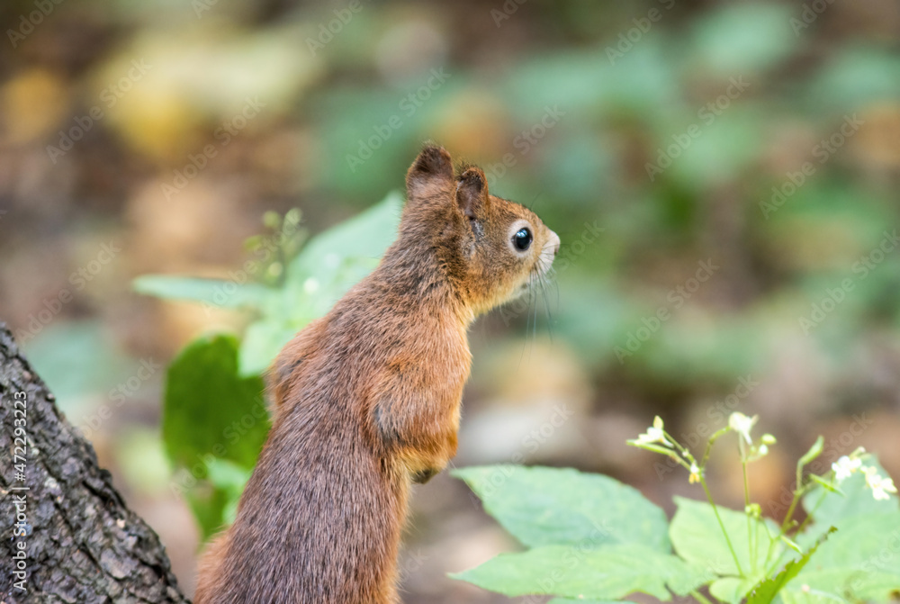 red squirrel standing on the ground in the forest