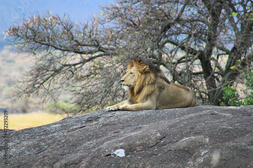 Wallpaper Mural Lion Torontodigital.ca