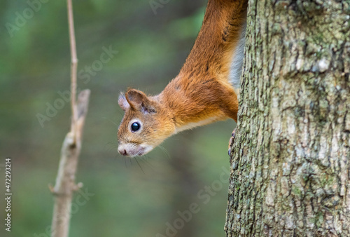 red squirrel sitting on a tree in the forest