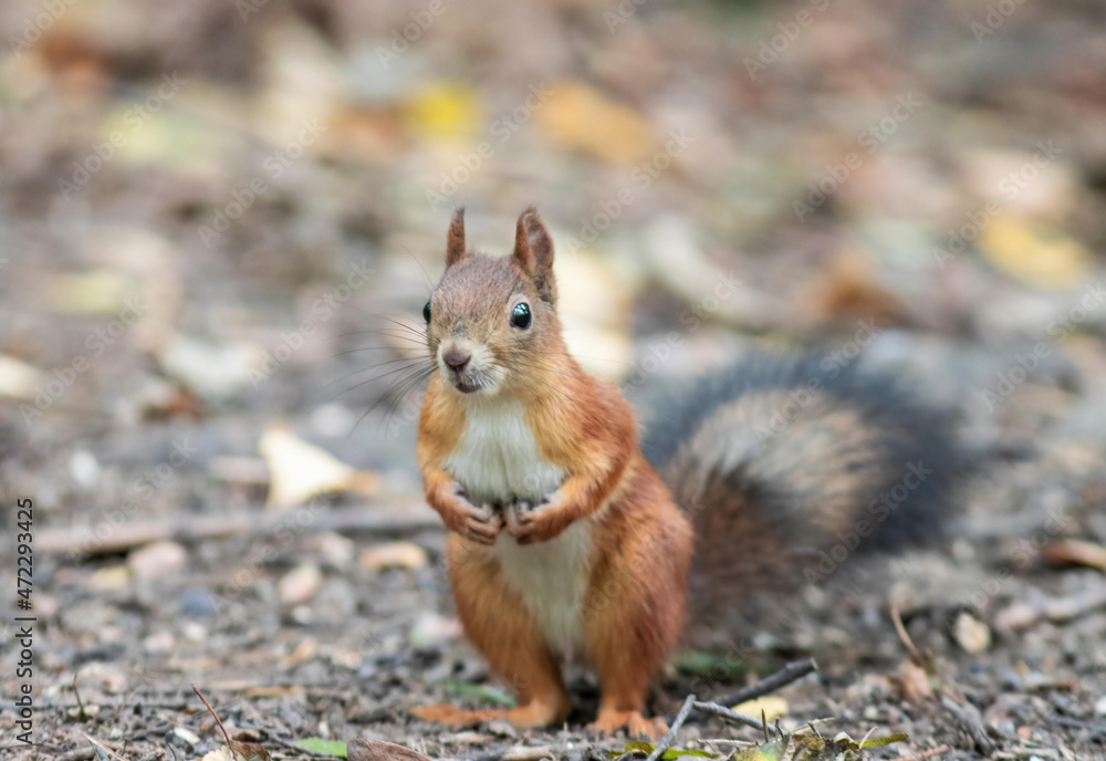 red squirrel standing on the ground in the forest red squirrel standing on the ground in the forest