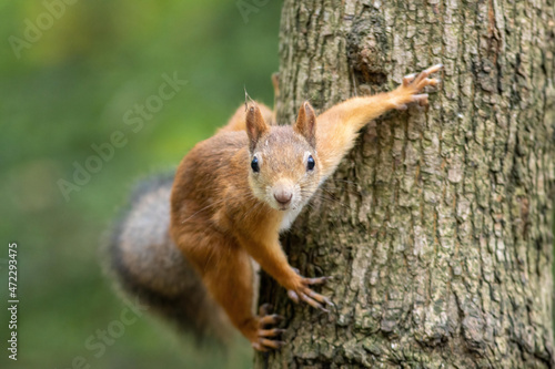 red squirrel sitting on a tree in the forest © Andrei