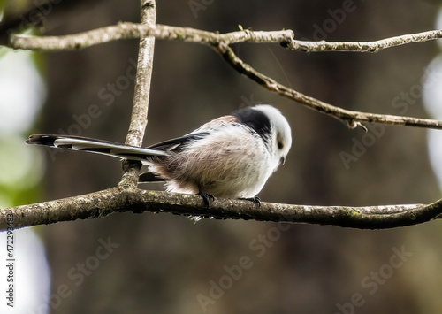long-tailed (bush)tit sitting on a branch