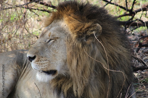 Wallpaper Mural Lion Torontodigital.ca