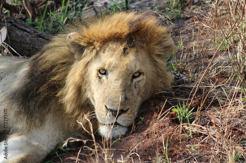 Wallpaper Mural Lion Torontodigital.ca