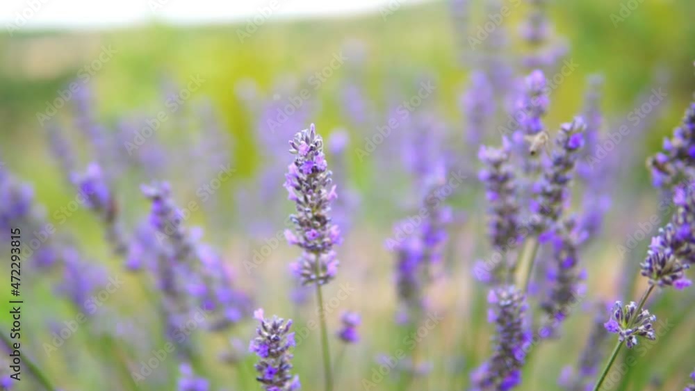 honey bees taking nectar from lavender flower honey bees taking nectar from lavender flower