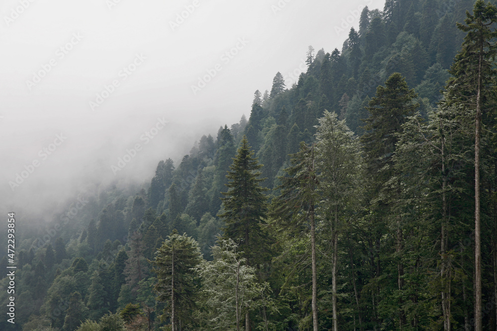 Obraz premium fog in the mountains