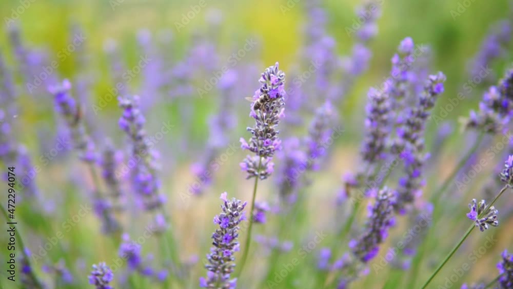 honey bees taking nectar from lavender flower honey bees taking nectar from lavender flower