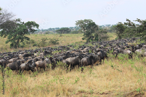 Wallpaper Mural Wildebeest Torontodigital.ca